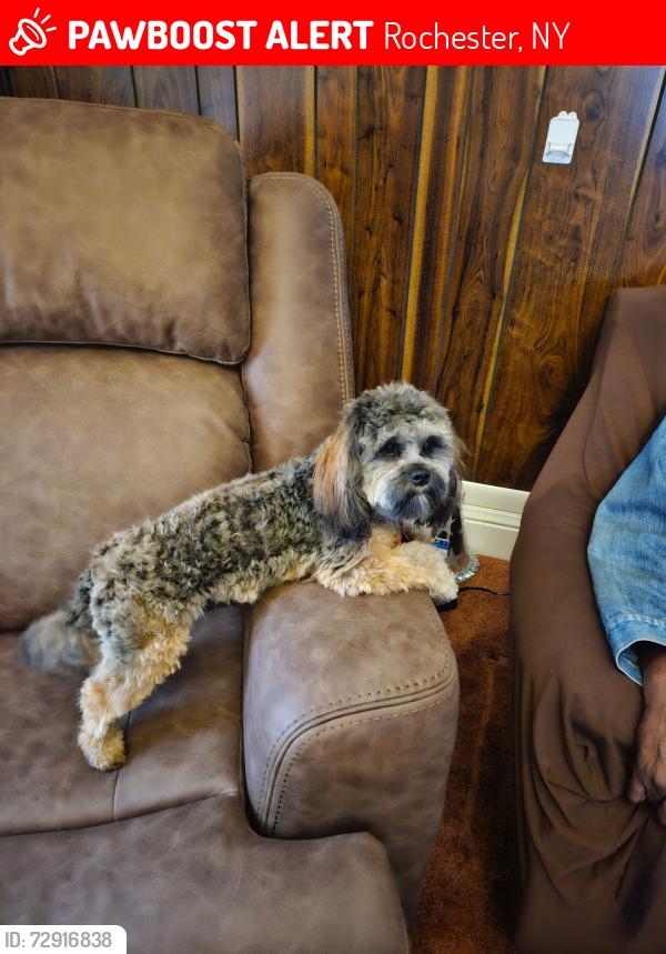 Lost Male Dog last seen Thurston, Rochester, NY 14611