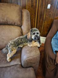 Lost Male Dog last seen Thurston, Rochester, NY 14611