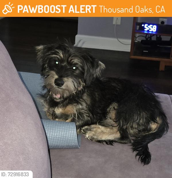 Found/Stray Female Dog last seen Sunset Hills and Erbes, Thousand Oaks, CA 91360