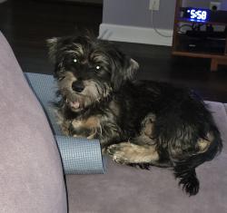 Found/Stray Female Dog last seen Sunset Hills and Erbes, Thousand Oaks, CA 91360