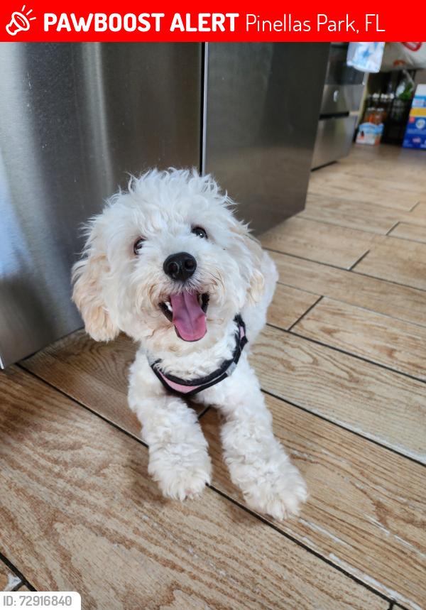 Lost Female Dog last seen Near 55th way n, Pinellas Park, FL 33782