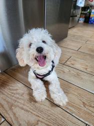 Lost Female Dog last seen Near 55th way n, Pinellas Park, FL 33782