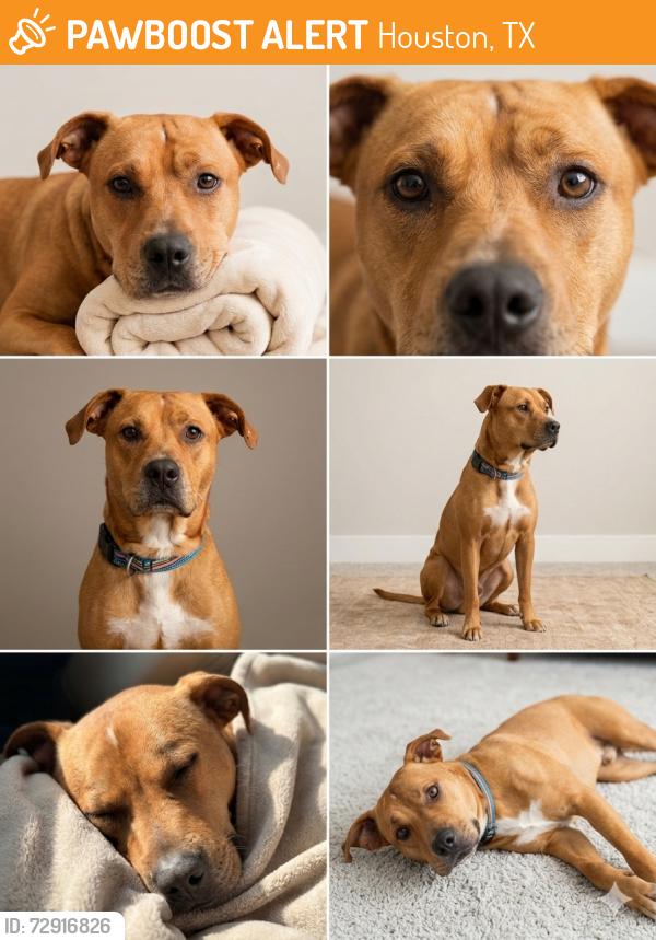 Found/Stray Male Dog last seen Near N Shepherd Dr Houston, TX  77091 United States, Houston, TX 77091
