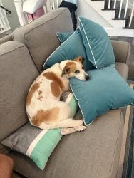 Reunited Female Dog last seen Corolla light community, Corolla, NC 27927