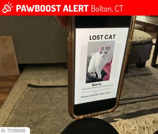 Lost Male Cat last seen Bolton public schools-NOTCH ROAD, Bolton, CT 06043