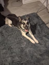 Reunited Male Dog last seen Diana/176th lane, Waddell, AZ 85355