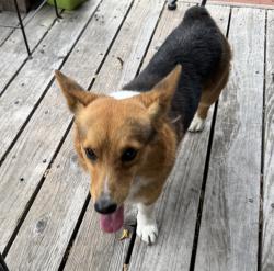Reunited Male Dog last seen Baker, Santa Ana, CA 92701