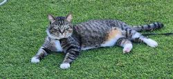 Reunited Male Cat last seen N 33rd St, San Jose, CA, USA, San Jose, CA 95133