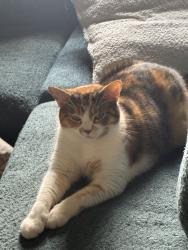 Reunited Female Cat last seen Near Liberty Ct, Deerfield Beach, FL 33442, USA, Deerfield Beach, FL 33442