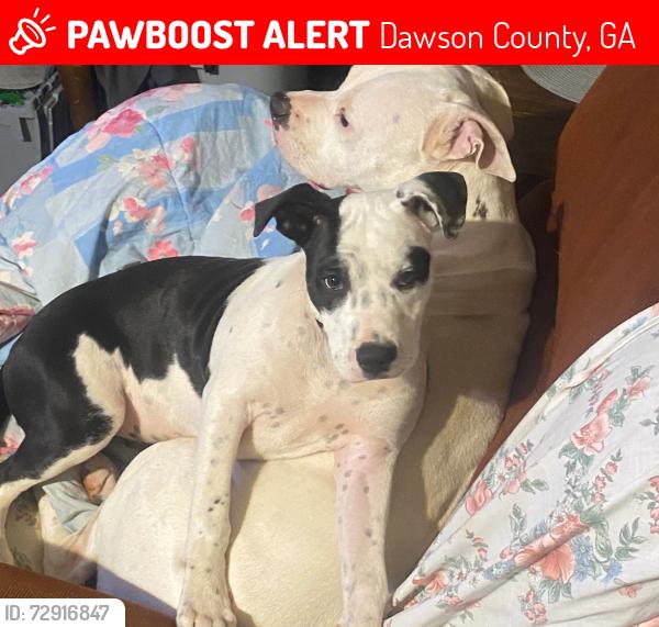 Lost Female Dog last seen Kelly bridge rd, Dawson County, GA 30534