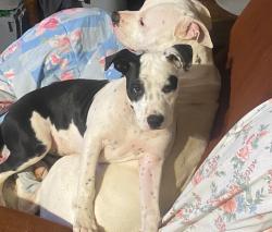 Lost Female Dog last seen Kelly bridge rd, Dawson County, GA 30534
