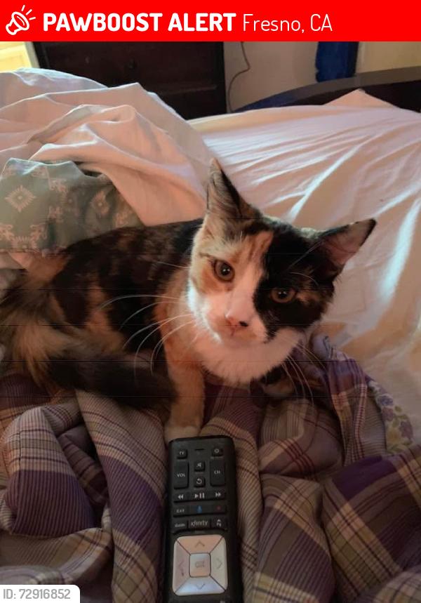Lost Female Cat last seen mkleny snd cusnut, Fresno, CA 93727