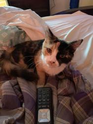 Lost Female Cat last seen mkleny snd cusnut, Fresno, CA 93727