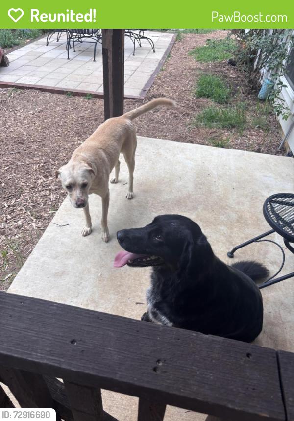 Reunited Female Dog last seen Wildcat rd, Aubrey, TX 76227