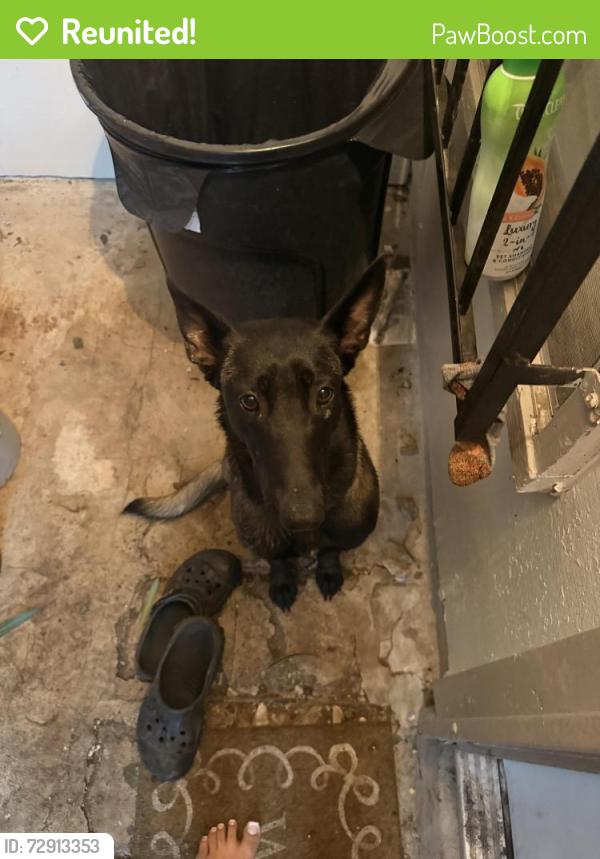 Reunited Female Dog last seen 34th St and Spear St , San Antonio, TX 78228
