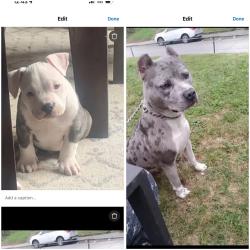 Lost Female Dog last seen s warman & w Washington st , Indianapolis, IN 46222