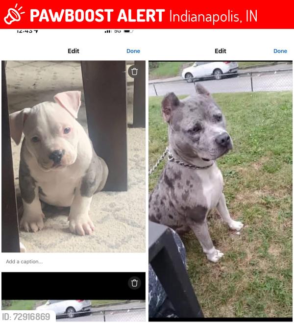Lost Female Dog last seen s warman & w Washington st , Indianapolis, IN 46222