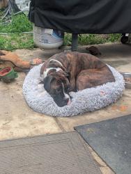 Found/Stray Male Dog last seen Dollar Forge Lane Indianapolis IN , Indianapolis, IN 46221