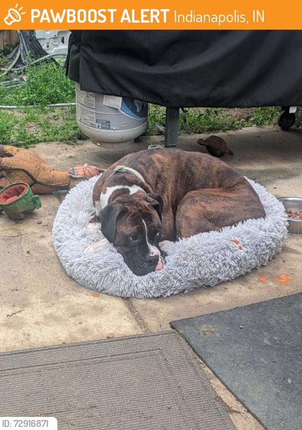 Found/Stray Male Dog last seen Dollar Forge Lane Indianapolis IN , Indianapolis, IN 46221
