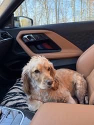 Reunited Male Dog last seen paoli pike CVS, West Chester, PA 19380