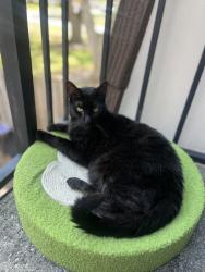 Lost Male Cat last seen Garden Lakes cir., Palm Beach Gardens, FL 33418