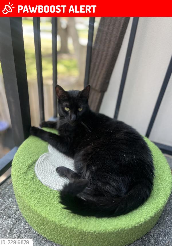 Lost Male Cat last seen Garden Lakes cir., Palm Beach Gardens, FL 33418