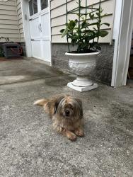 Found/Stray Female Dog last seen As you’re going from 80th St to Shore Dr, Virginia Beach, VA 23451