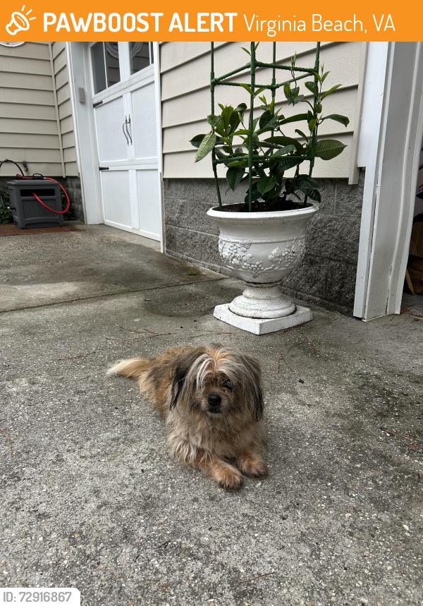 Found/Stray Female Dog last seen As you’re going from 80th St to Shore Dr, Virginia Beach, VA 23451
