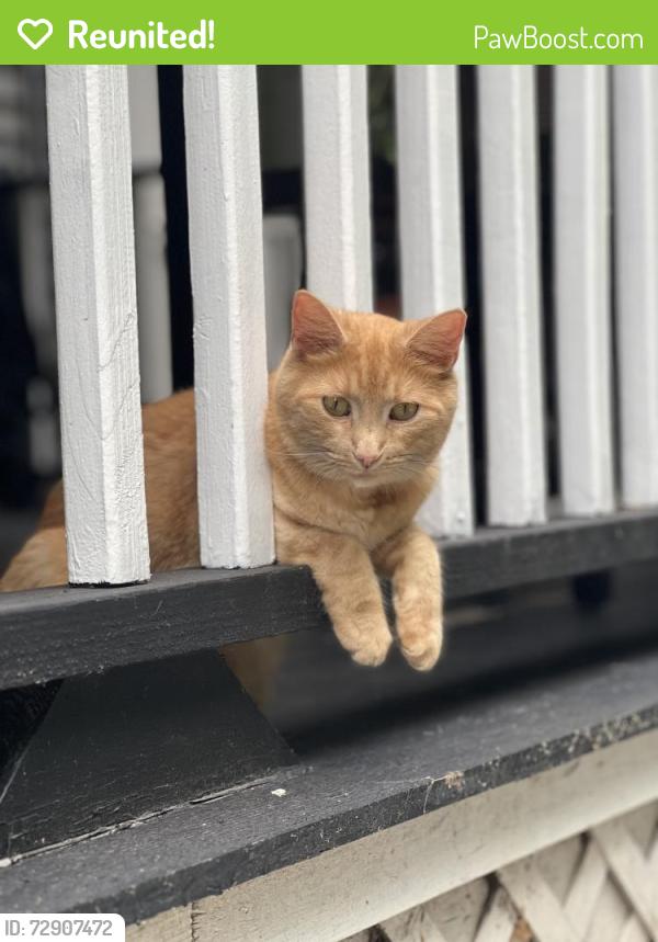 Reunited Female Cat last seen Prospect St, Southington, CT 06479