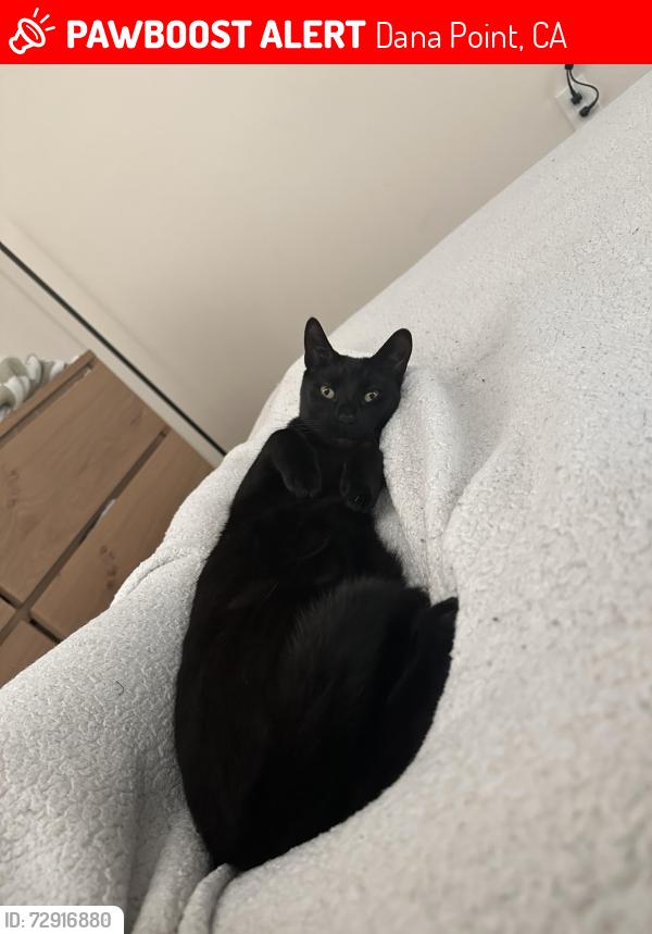 Lost Male Cat last seen Blue lantern, Alta vista drive, Dana Point, CA 92629