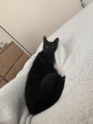 Lost Male Cat last seen Blue lantern, Alta vista drive, Dana Point, CA 92629