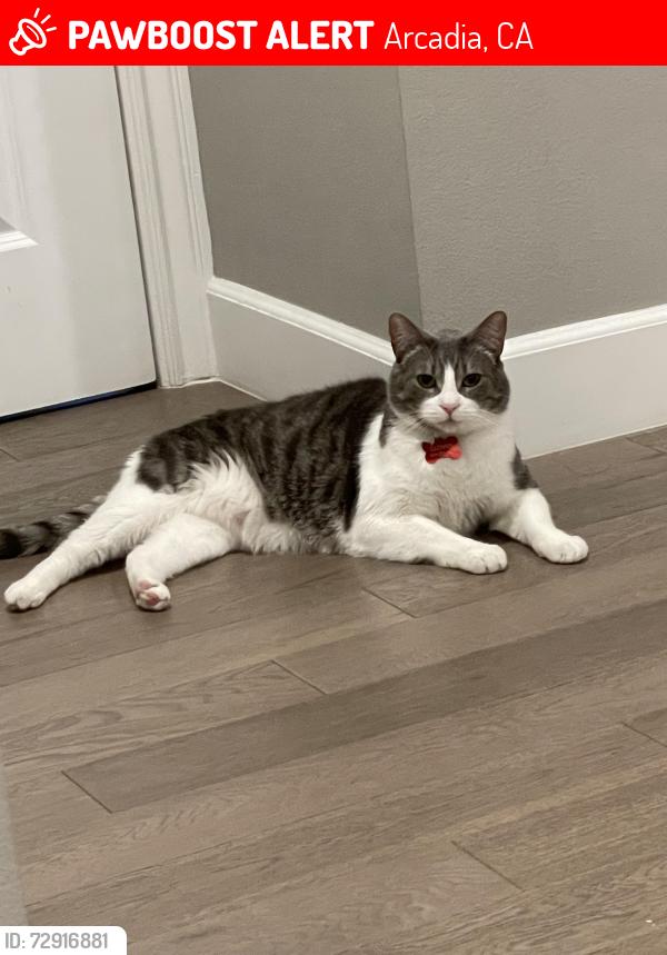 Lost Male Cat last seen West Arthur Avenue, Arcadia, CA 91007