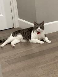 Lost Male Cat last seen West Arthur Avenue, Arcadia, CA 91007