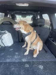 Reunited Female Dog last seen Got off leash and ran East down the beach., Galveston, TX 77554