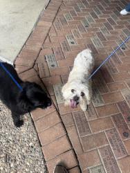Found/Stray Unknown Dog last seen Grand Prairie , Grand Prairie, TX 75050