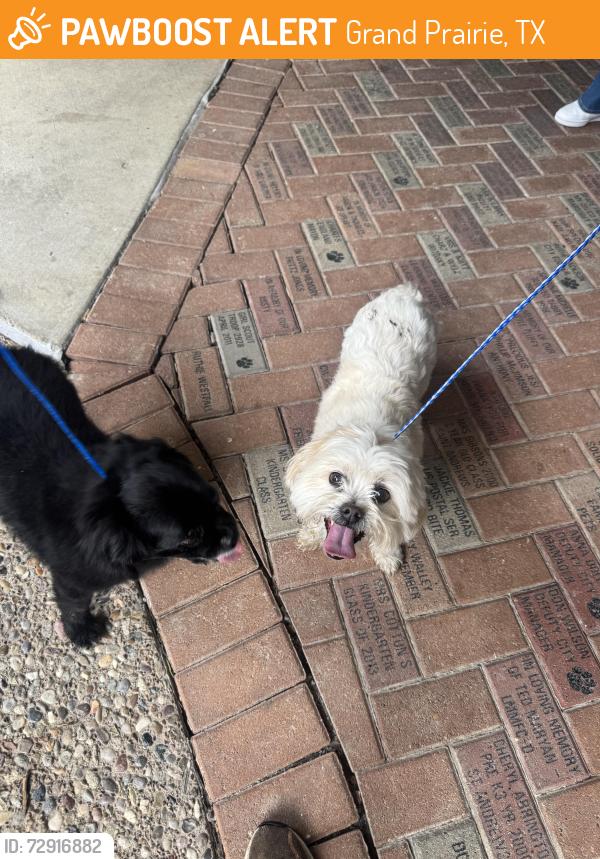 Found/Stray Unknown Dog last seen Grand Prairie , Grand Prairie, TX 75050