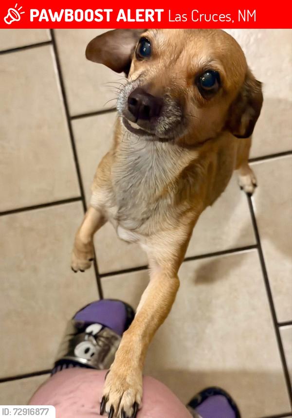 Lost Female Dog last seen Stanford and University , Las Cruces, NM 88005