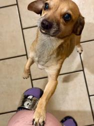 Lost Female Dog last seen Stanford and University , Las Cruces, NM 88005