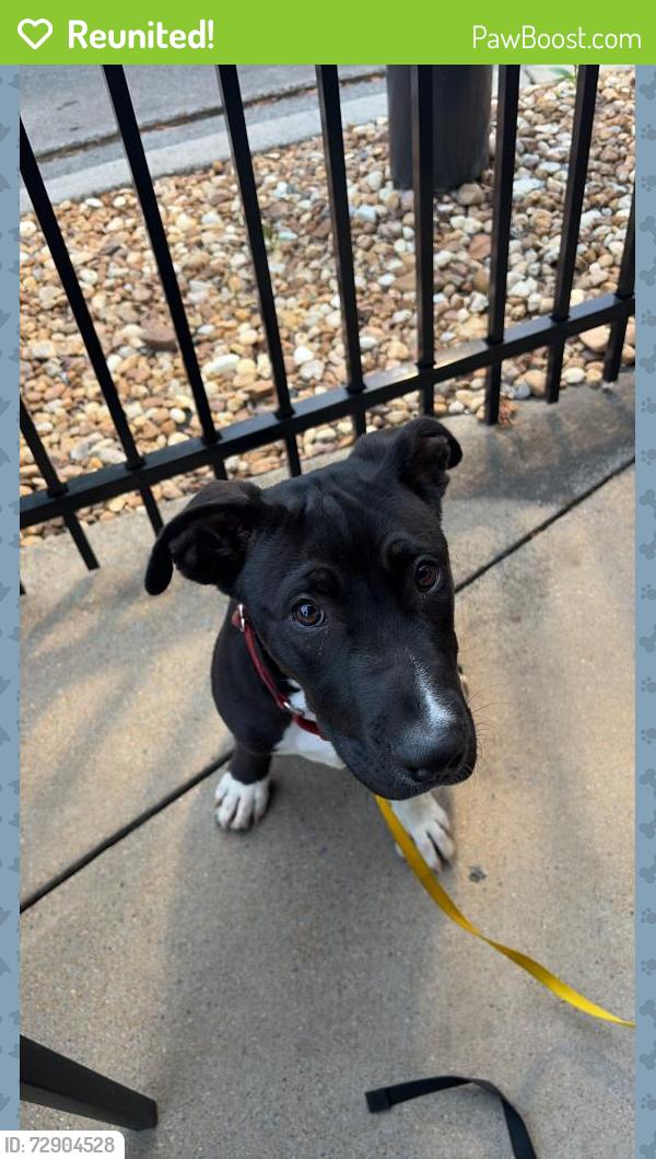 Reunited Male Dog last seen Vertans memeorial, Rome, GA 30165