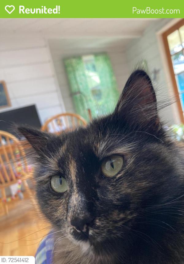 Reunited Female Cat last seen Last seen on 2700 block of San Pablo Ave between Berkeley Animal hosp and Berkeley Bobs grge, Berkeley, CA 94702