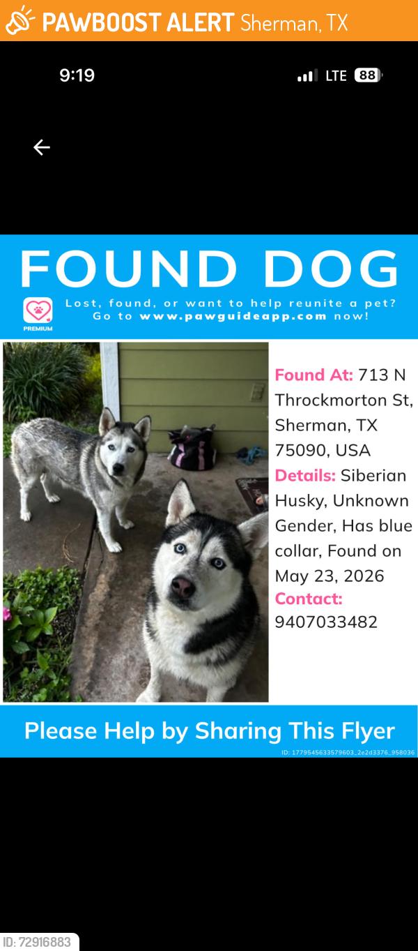 Found/Stray Unknown Dog last seen Railroad tracks, Sherman, TX 75090