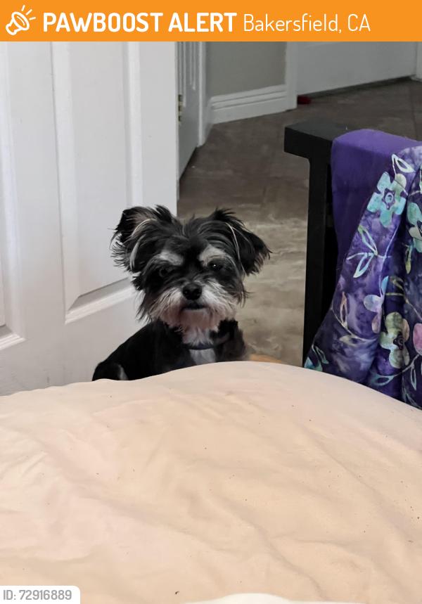 Found/Stray Male Dog last seen Snow and Calloway, Bakersfield, CA 93312