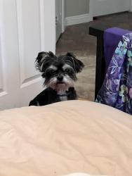 Found/Stray Male Dog last seen Snow and Calloway, Bakersfield, CA 93312