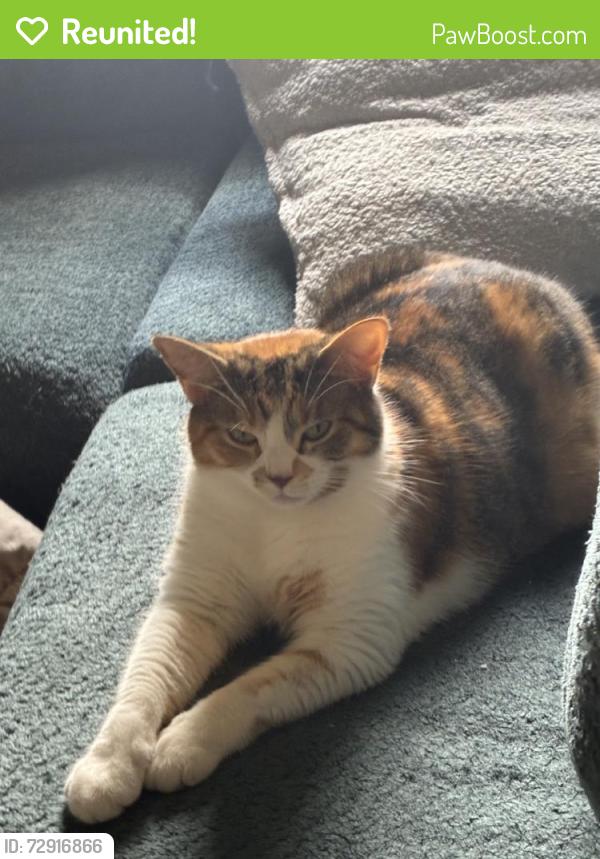 Reunited Female Cat last seen Near Liberty Ct, Deerfield Beach, FL 33442, USA, Deerfield Beach, FL 33442