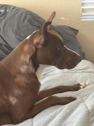 Reunited Male Dog last seen Stanford Rsnch, West Osks, Poppy Dr. and Sage Ct, Rocklin, CA 95765