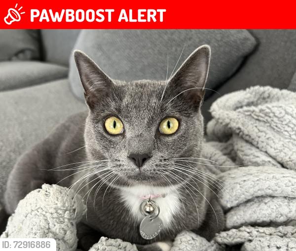 Lost Female Cat last seen Corner of Goodwood Road and Piccadilly Circus, Colonel Light Gardens, Colonel Light Gardens, SA 5041