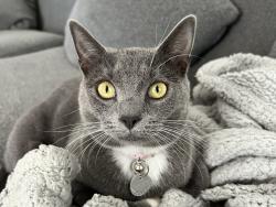 Lost Female Cat last seen Corner of Goodwood Road and Piccadilly Circus, Colonel Light Gardens, Colonel Light Gardens, SA 5041