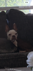 Lost Female Dog last seen Jockey factory , Mocksville, NC 27028