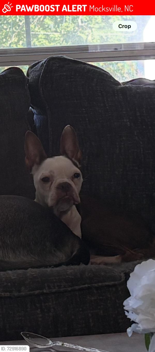 Lost Female Dog last seen Jockey factory , Mocksville, NC 27028