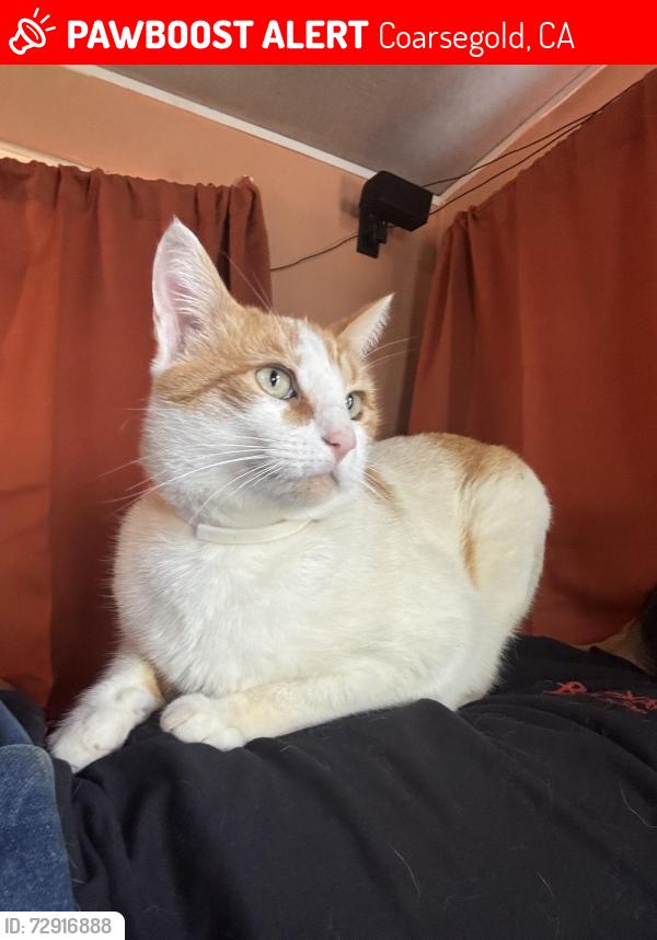 Lost Male Cat last seen Mud ranch/barcus Circle, Coarsegold, CA 93614